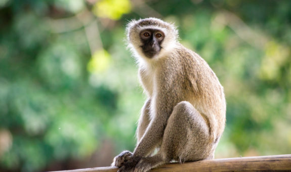 Vervet_Monkey_(Chlorocebus_pygerythrus)