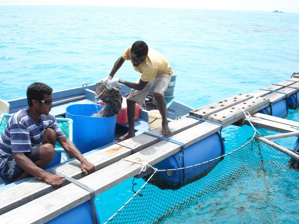 ފޮޓޯ:އަވަސް