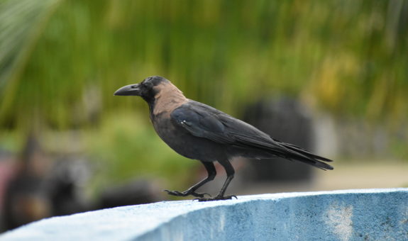 ކާޅެއް - ފީވަކުން ވަނީ ކާޅުވެސް ކޮންޓްރޯލް ކޮށްފައި - ފޮޓޯ: ފެށުން