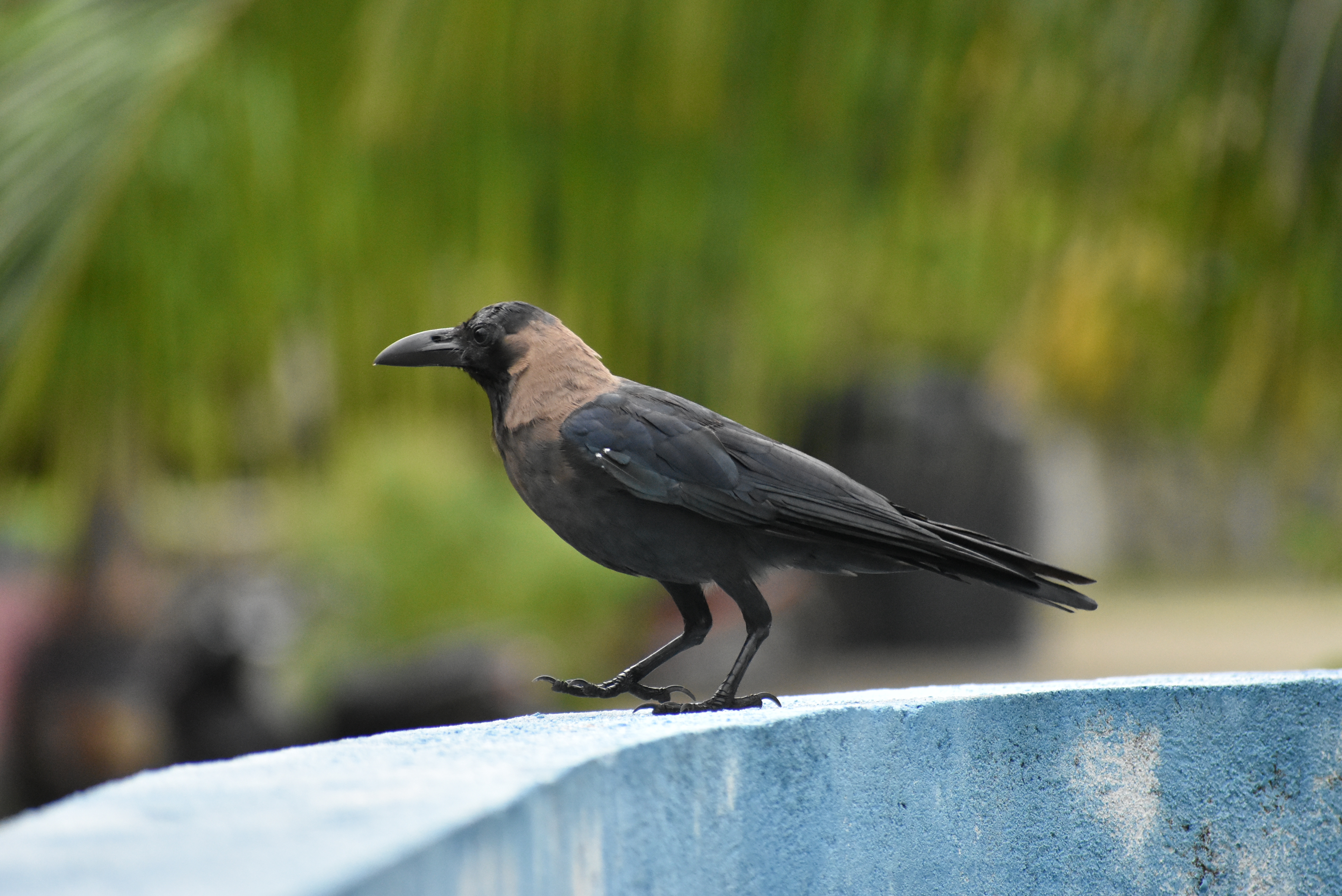 ކާޅެއް - ފީވަކުން ވަނީ ކާޅުވެސް ކޮންޓްރޯލް ކޮށްފައި - ފޮޓޯ: ފެށުން