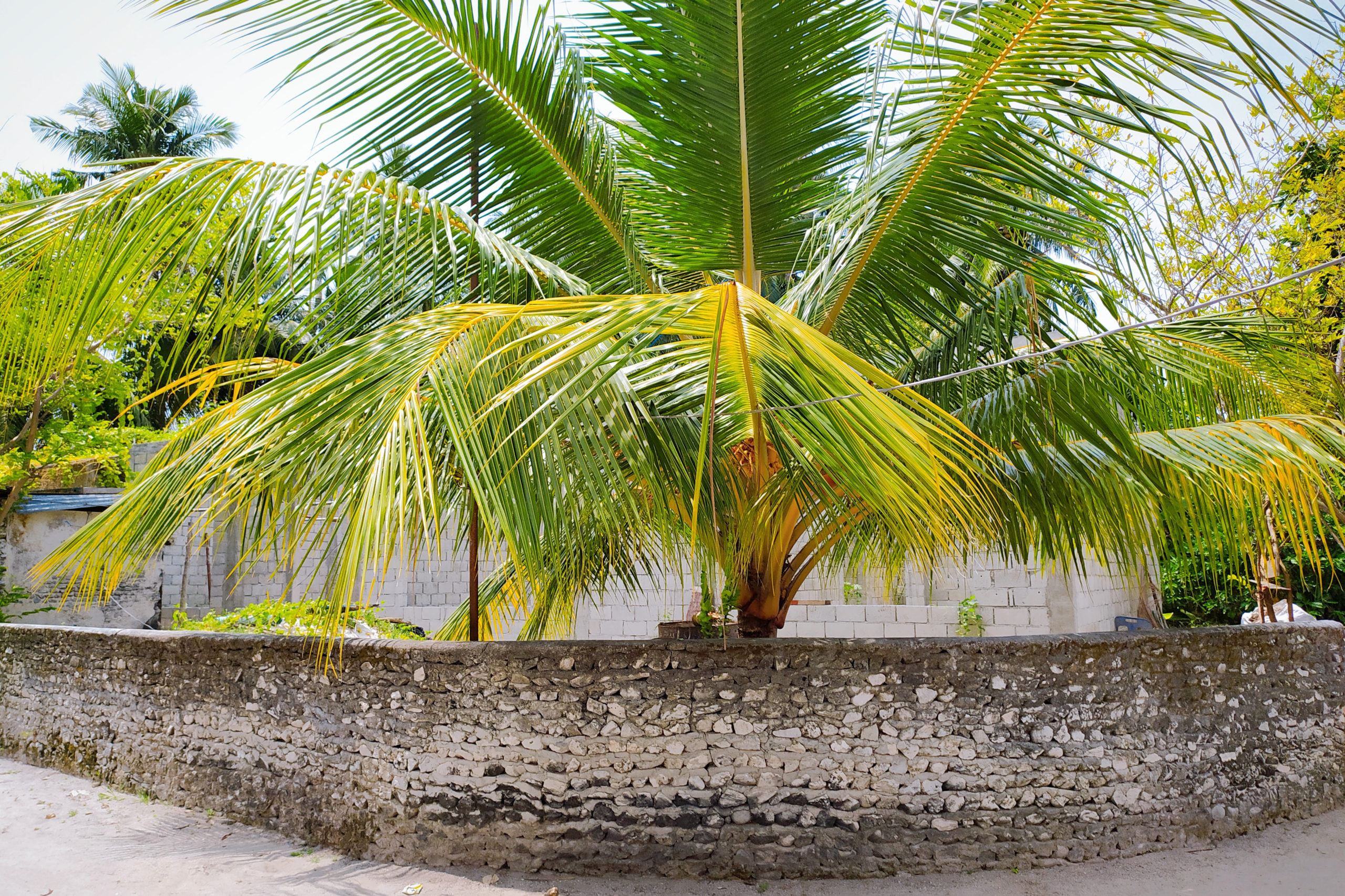 ގެއްލުންދިން ރާރުއް - ފޮޓޯ: ފެށުން