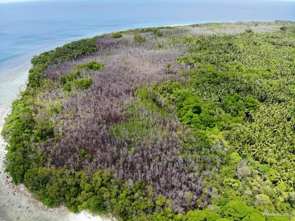 ފޮޓޯ: ނޭކުރެންދޫ ކައެންސިލް