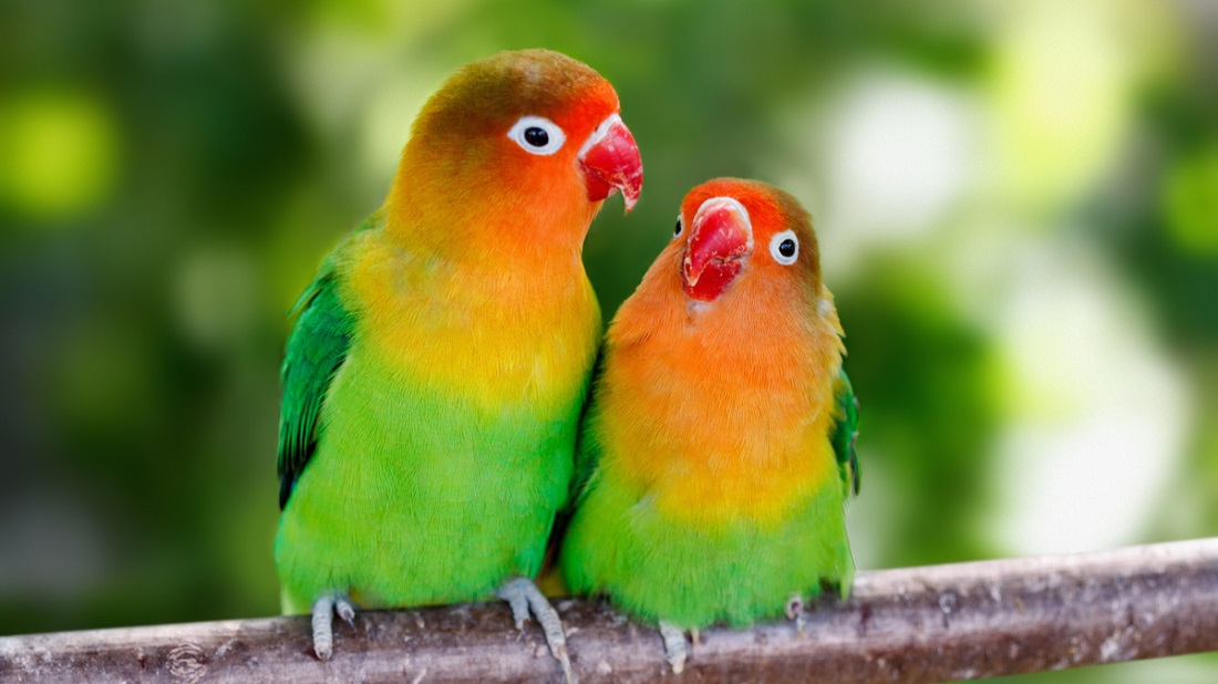 lovebirds-497303431