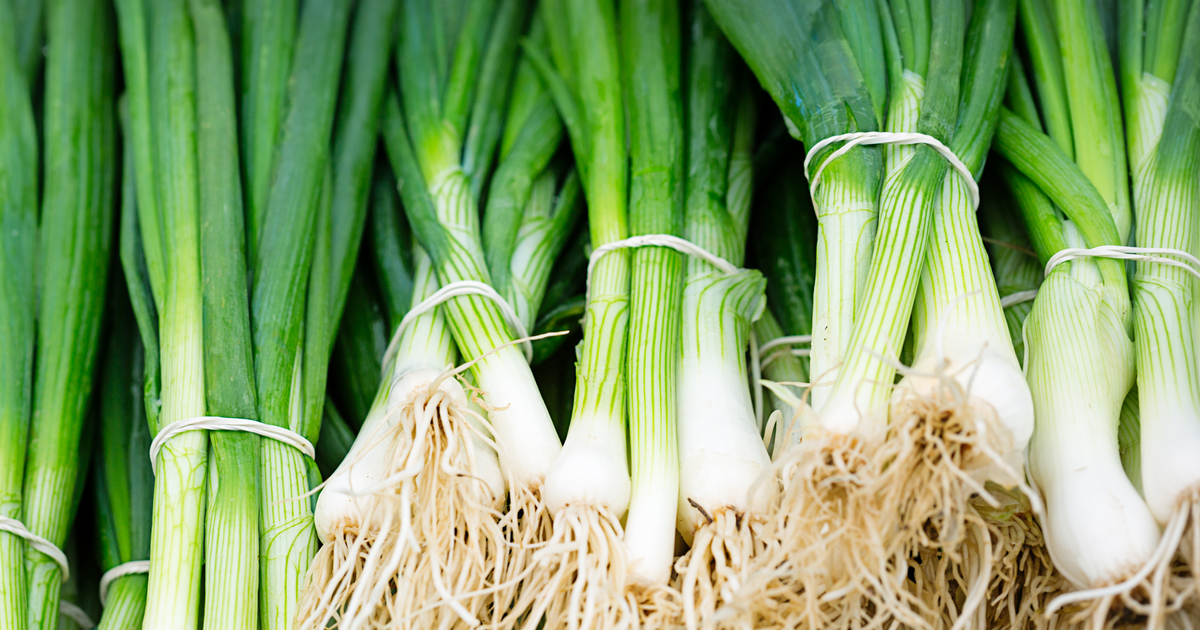 Spring Onion