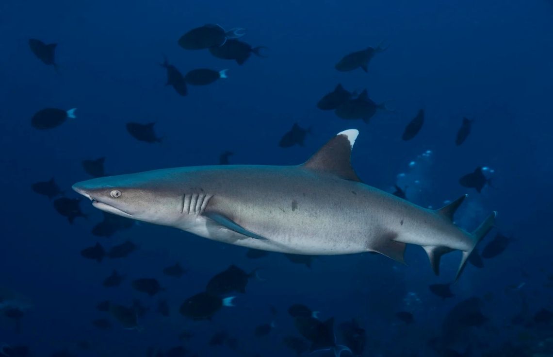 Farudhun main image - zai - 2025-11-07T231651.055