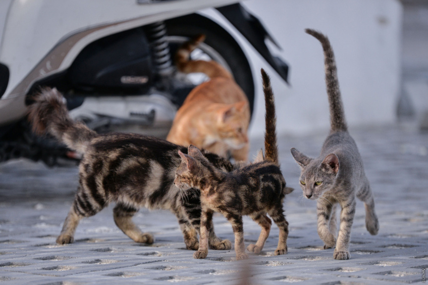 l_2024_09_23_122018_sgkz3emahwldi591c6yo2fu4tbvn7jqpx8r_EN_