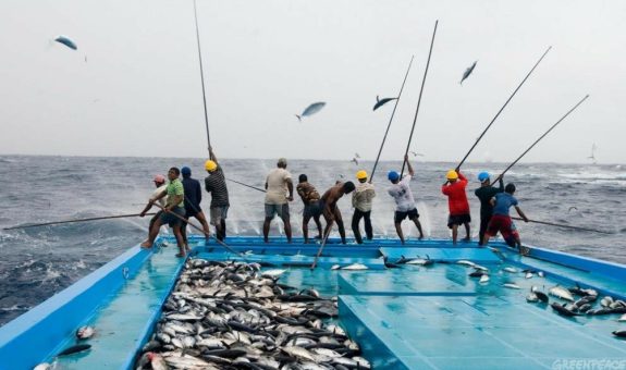 Fishermen use pole and line fishing method to catch skipjack tuna. Pole and line fishing is a selective and therefore more sustainable way to catch tuna as only fish of a certain size are caught, leaving juveniles to grow to spawning age and replenish the stock in the future. Small bait fish are thrown over the side of the boat to lure the tuna to the water surface. The fishermen use the acceleration of the fish as they race to get their prey, hook them and fling them onto the ship's flat deck.