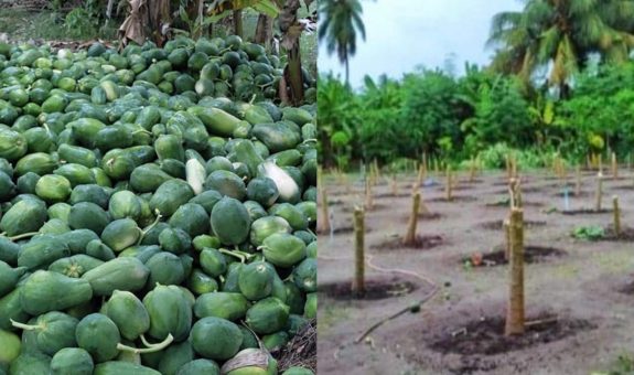 ކާށިދޫގެ ފަޅޯ ދަނޑެއް ކޮށާލާފައި