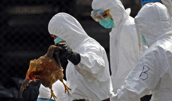 H5N8-bird-flu