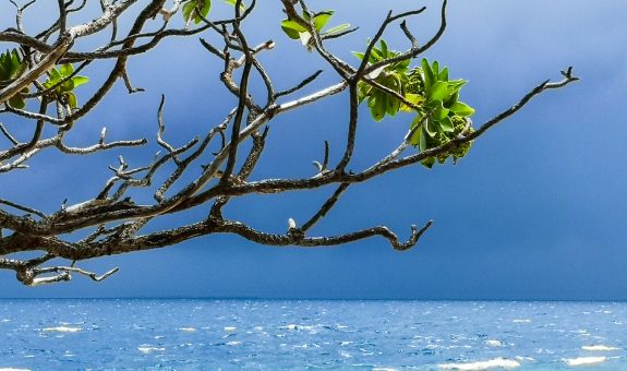 މޫސުން