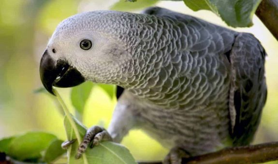 african-grey-parrot