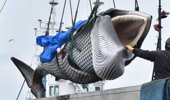 japan_whale