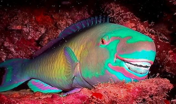 parrot fish